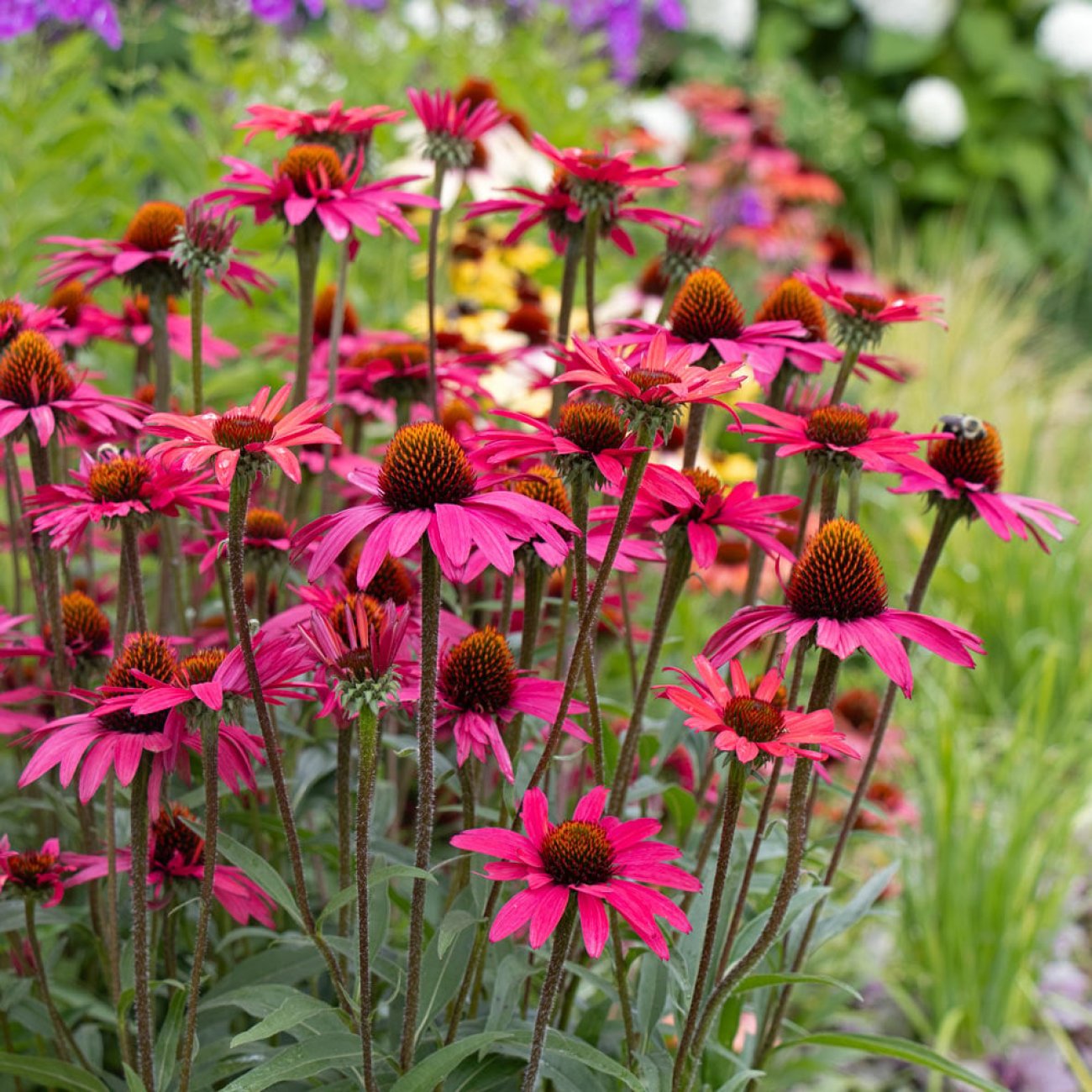 Obrázok Echinacea purpurová (Echinacea purpurea) ‘BRIGHT ROSE’ - výška 10-15 cm, kont. C1,5L